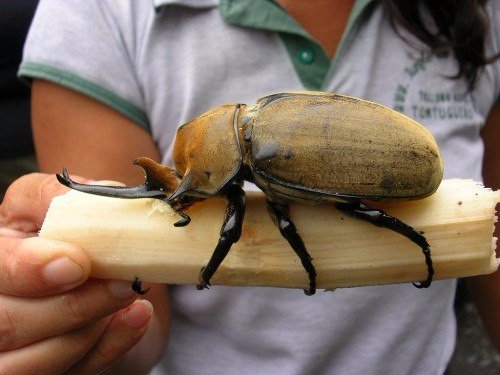 Породы жуков в Симе | ЗооТом портал о животных