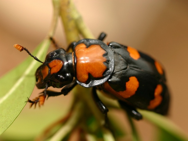 Все о жуках в Симе | ЗооТом портал о животных