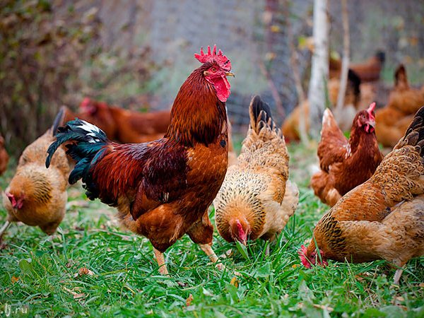 Породы куриц | ЗооТом - продажа, вязка и услуги для животных в Симе