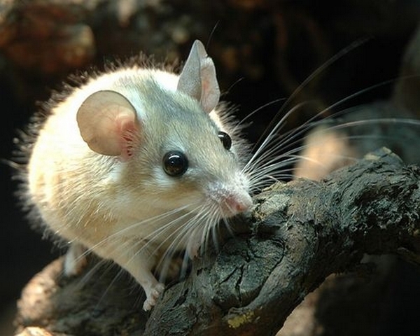 Все о мышах в Симе | ЗооТом - продажа, вязка и услуги для животных в Симе