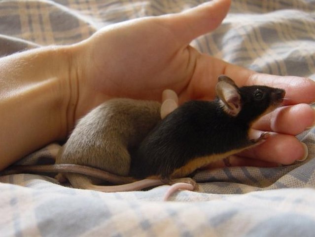 Все о мышах в Симе | ЗооТом - продажа, вязка и услуги для животных в Симе