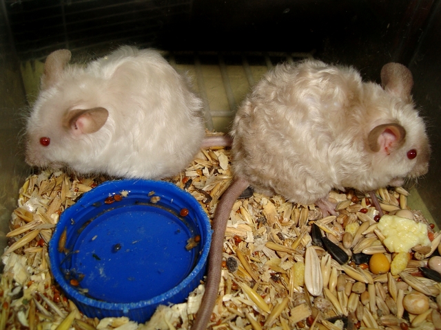 Породы мышей | ЗооТом - продажа, вязка и услуги для животных в Симе