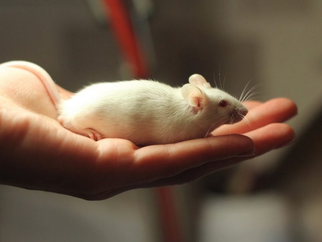 Содержание мышей и уход за ними в Симе | ЗооТом - продажа, вязка и услуги для животных в Симе