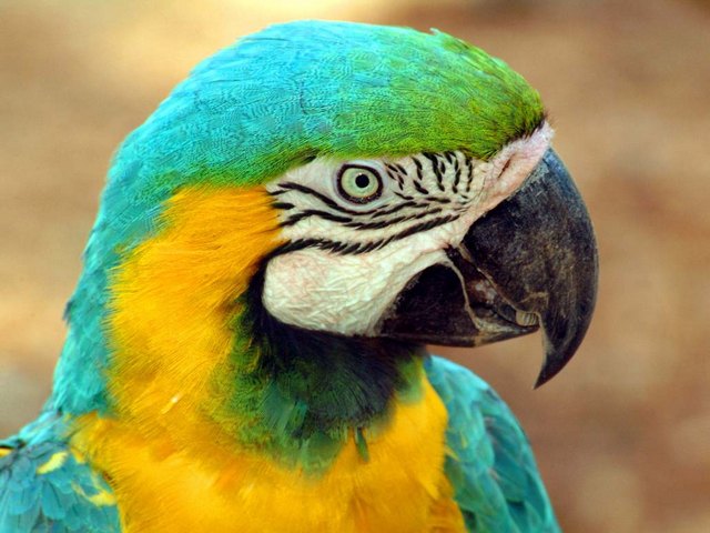 Все о попугаях в Симе | ЗооТом портал о животных