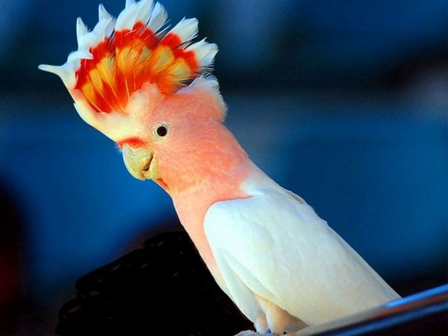 Породы попугаев | ЗооТом - продажа, вязка и услуги для животных в Симе