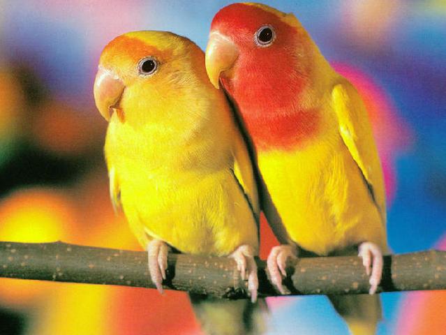 Породы попугаев | ЗооТом - продажа, вязка и услуги для животных в Симе