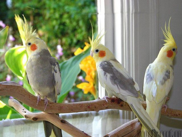 Содержание попугаев и уход за ними | ЗооТом - продажа, вязка и услуги для животных в Симе