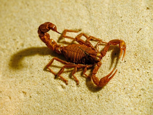 Породы скорпионов в Симе | ЗооТом портал о животных
