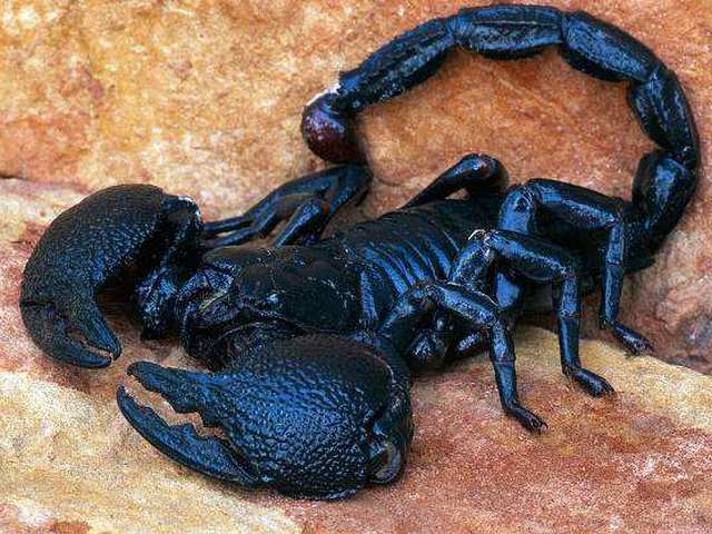 Все о скорпионах в Симе | ЗооТом портал о животных