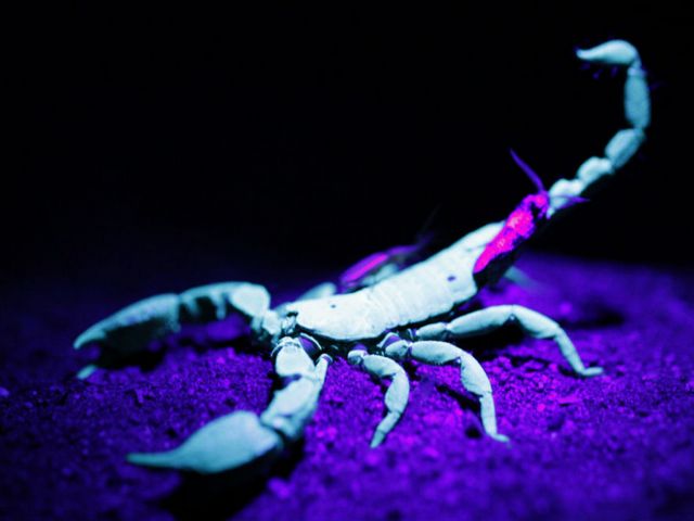 Все о скорпионах в Симе | ЗооТом портал о животных