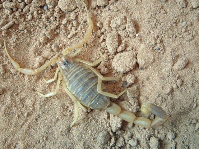 Содержание скорпионов и уход за ними в Симе | ЗооТом портал о животных