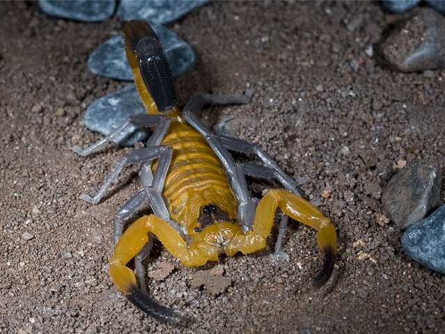Содержание скорпионов и уход за ними в Симе | ЗооТом портал о животных