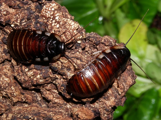 Породы тараканов в Симе | ЗооТом портал о животных