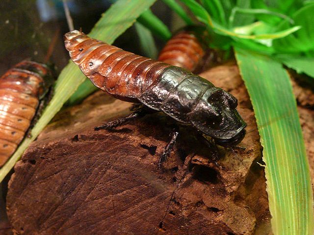 Содержание тараканов и уход за ними в Симе | ЗооТом портал о животных