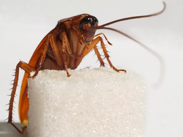 Все о тараканах в Симе | ЗооТом портал о животных