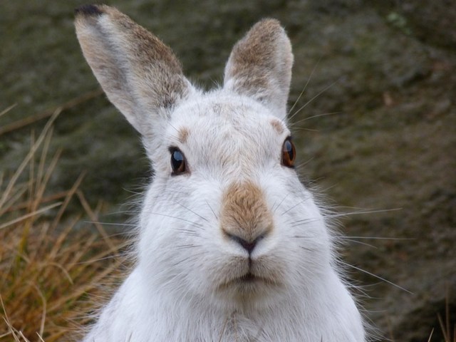 Содержание зайцев и уход за ними | ЗооТом - продажа, вязка и услуги для животных в Симе