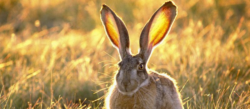 Все о зайцах | ЗооТом - продажа, вязка и услуги для животных в Симе
