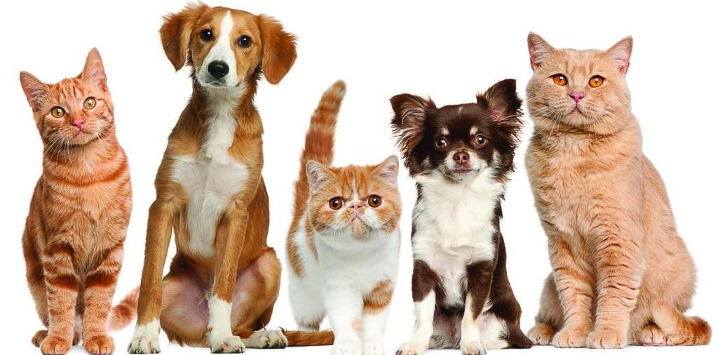 Доска объявлений о животных | ЗооТом - продажа, вязка и услуги для животных в Симе