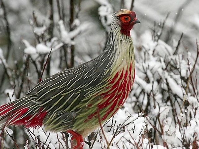 Породы фазанов в Симе | ЗооТом портал о животных