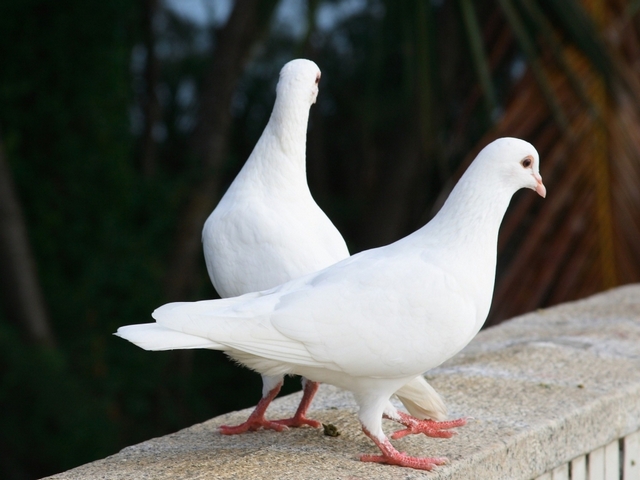Все о голубях | ЗооТом - продажа, вязка и услуги для животных в Симе