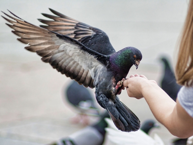 Все о голубях | ЗооТом - продажа, вязка и услуги для животных в Симе