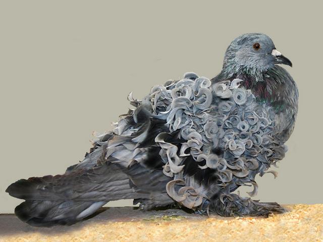 Породы голубей | ЗооТом - продажа, вязка и услуги для животных в Симе