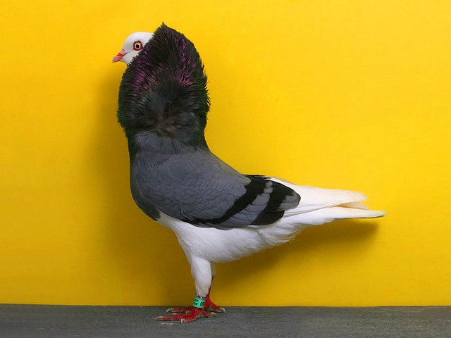 Породы голубей | ЗооТом - продажа, вязка и услуги для животных в Симе