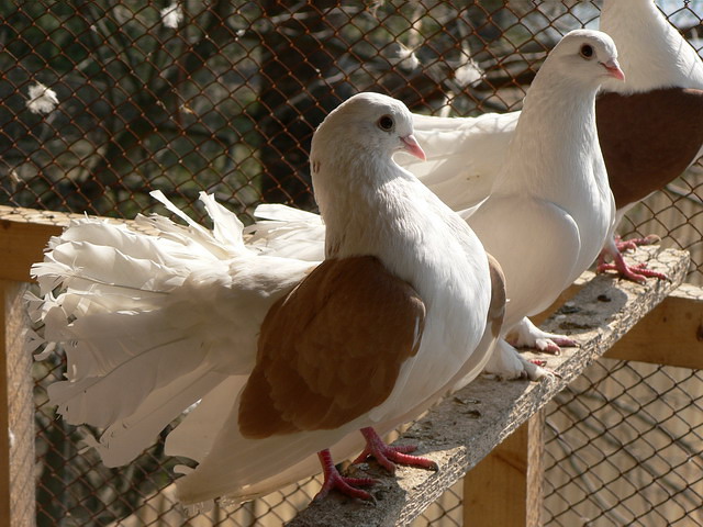 Содержание голубей и уход за ними в Симе
