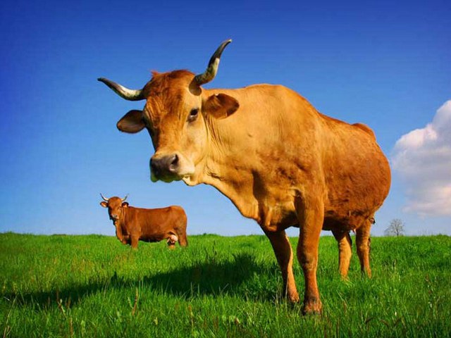 Все о коровах в Симе | ЗооТом портал о животных