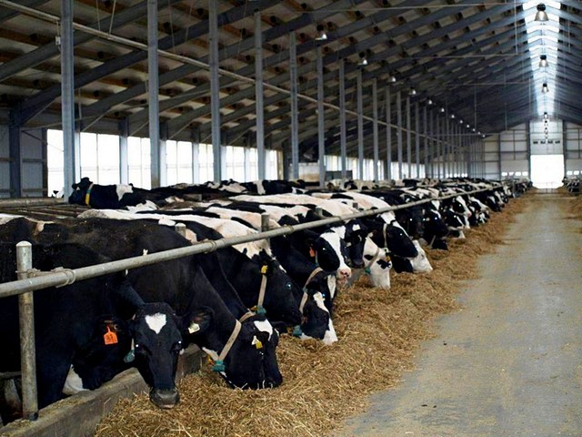 Содержание коров и уход за ними в Симе | ЗооТом портал о животных