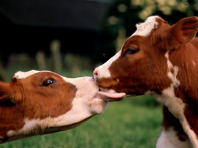 Статьи о коровах в Симе | ЗооТом портал о животных