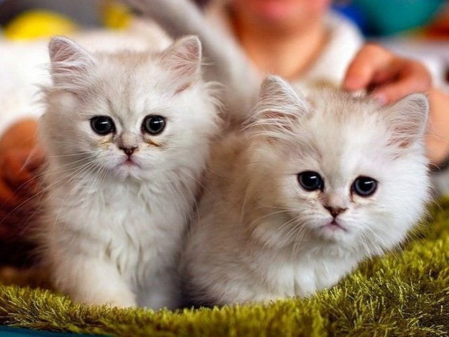 Породы кошек в Симе | ЗооТом портал о животных