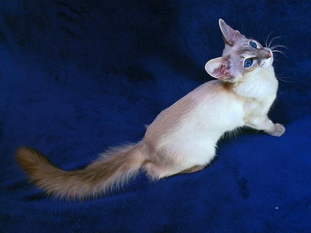 Выведенные породы кошек в Симе | ЗооТом портал о животных