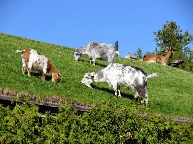 Все о козах в Симе | ЗооТом портал о животных