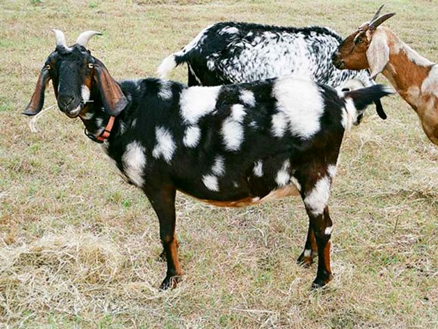 Породы коз в Симе | ЗооТом портал о животных