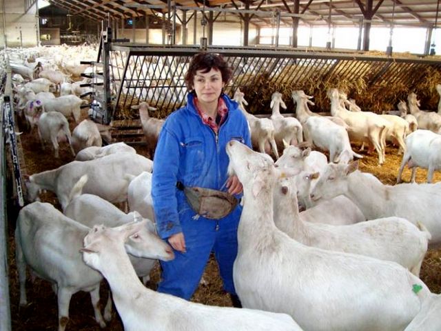 Содержание коз и уход за ними в Симе | ЗооТом портал о животных
