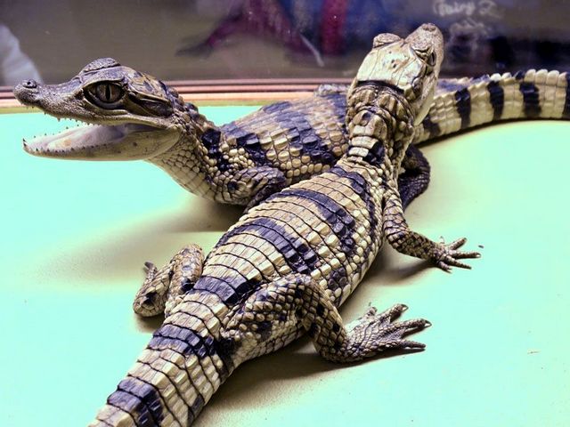 Все о крокодилах в Симе | ЗооТом портал о животных