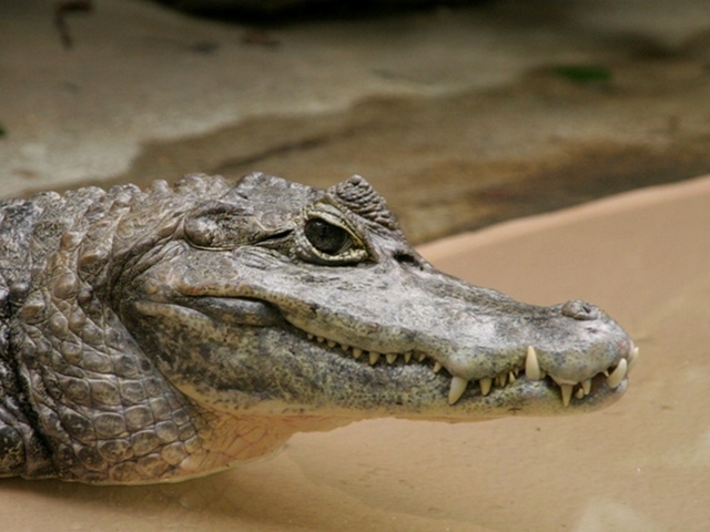 Все о крокодилах в Симе | ЗооТом портал о животных