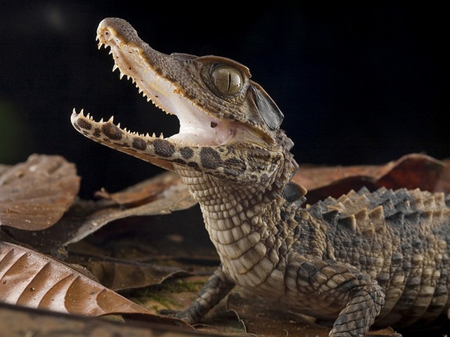 Содержание крокодилов и уход за ними в Симе | ЗооТом портал о животных