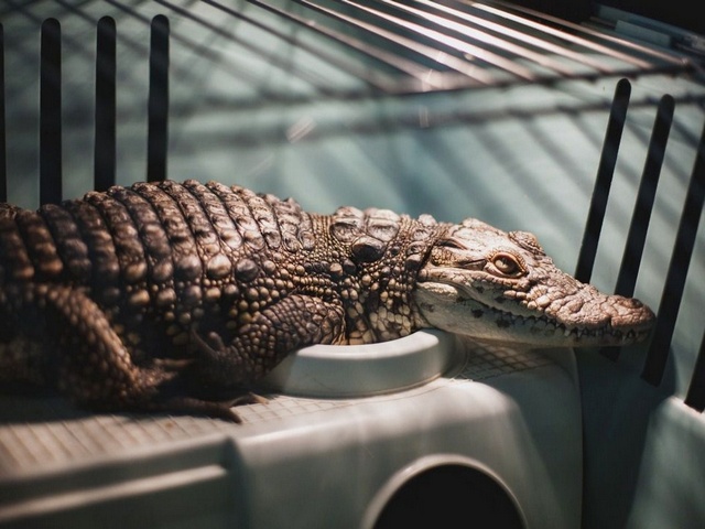 Содержание крокодилов и уход за ними в Симе | ЗооТом портал о животных