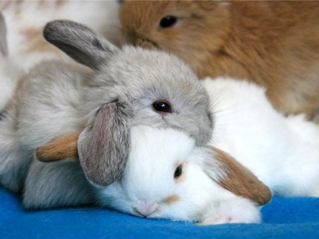 Статьи о кроликах в Симе | ЗооТом портал о животных