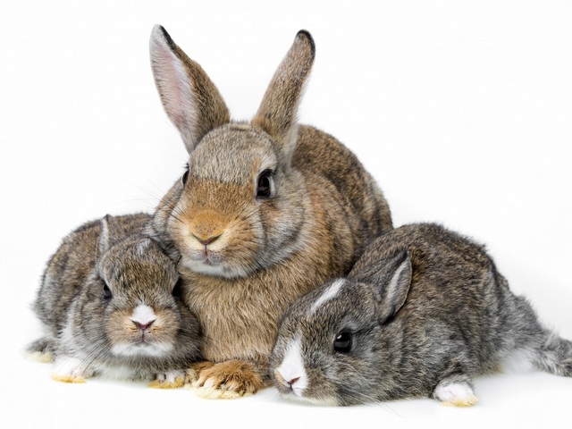 Все о кроликах в Симе | ЗооТом портал о животных