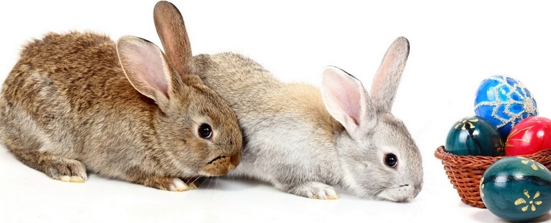 Все о кроликах в Симе | ЗооТом портал о животных