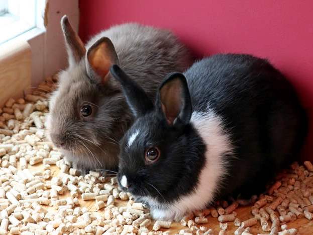 Содержание кроликов и уход за ними в Симе | ЗооТом портал о животных