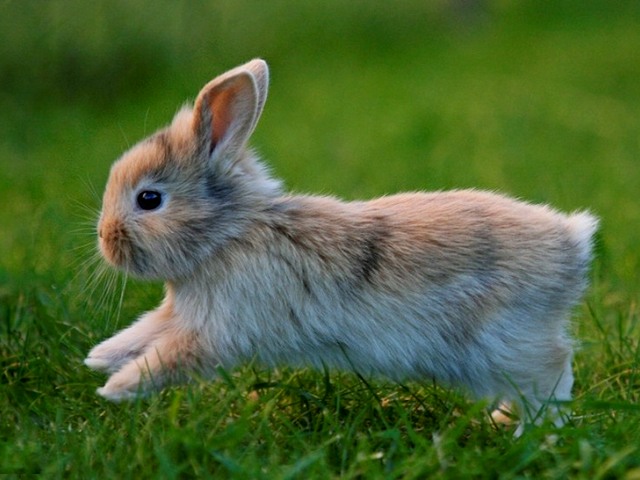 Статьи о кроликах в Симе | ЗооТом портал о животных