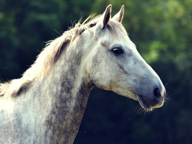 Уход за лошадьми в Симе | ЗооТом портал о животных