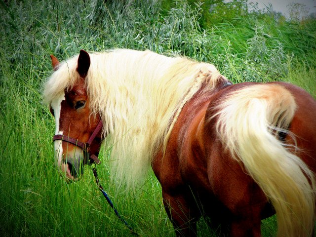 Породы лошадей в Симе | ЗооТом портал о животных