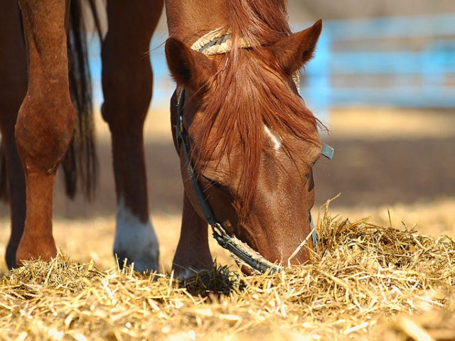 Содержание лошадей в Симе | ЗооТом портал о животных