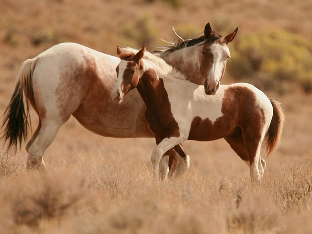 Интересные факты лошадях в Симе | ЗооТом портал о животных