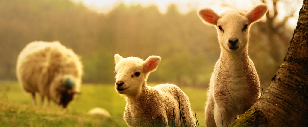 Объявления о сельскохозяйственных животных | ЗооТом - продажа, вязка и услуги для животных в Симе